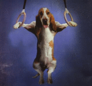 My Basset Hound Screen Saver screenshot